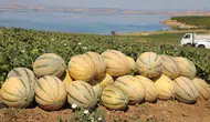 Elazığ topraklarında yaz bereketi başladı ve kavun hasadı için düğmeye basıldı