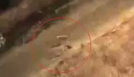 Siirt Baykan sokaklarında köpekle kedi arasında yaşanan acı olay görüntülendi