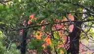 Dicle ve Hani arasındaki ormanlık alanda yangın büyüyor