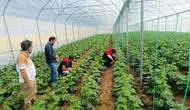 Cizre'de çiftçilere sera denetimi ve teknik destek eğitimi verildi