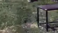 Dicle Nehri kıyısında nesli tükenmekte olan su samuru görüntülendi