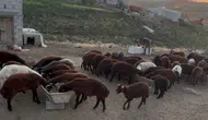 Ağrı Patnos'ta besicilerin sonbahar mesaisi başladı