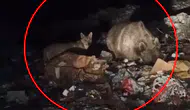 Bingöl'de ayı ve kurtlar yerleşim yerlerine kadar indi