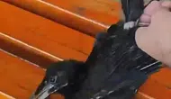 Sivrice Gölü kıyısında mahsur kalan yavru karga jandarma eliyle özgürlüğüne kavuştu