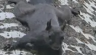 Tunceli Pülümür ormanlarında nadir görülen kara sincap kameraya yansıdı