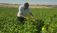 Cizre pamuk tarlalarında zararlılara karşı feromon tuzağı dönemi
