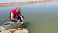 İdil Dirsekli göletine 100 bin yavru sazan bırakıldı