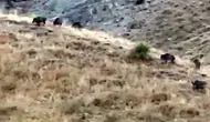 Hakkari'de hasat öncesi domuz istilası üreticiyi çaresiz bıraktı