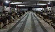 Şanlıurfa kırmızı et üretim merkezi oluyor