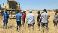 Dicleli çiftçilere yüzde 75 hibeli mercimek tohumu desteği veriliyor