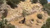 Diyarbakır kırsalında yaban keçileri sürüsü görüntülendi