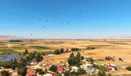 Muş Ovası'nda leyleklerin büyük göç yolculuğu öncesi hazırlıkları başladı