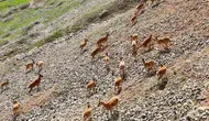 Palu Kalesi eteklerinde nadir görülen dağ keçileri dronla kaydedildi