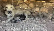 Diyarbakırda kayaların arasına sıkışan yavru köpekler kurtarıldı