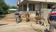 Şanlıurfa'da büyükbaş hayvan satışında dolandırıcılık yapan şüpheli yakalandı
