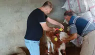 Şırnaklı besicilerin hayvanları sağlık taramasından geçiyor