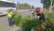 Batman Silvan yolunda devrilen ağaç trafiği tehlikeye attı