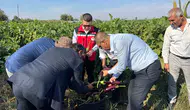Birecik'te Kelaynak Patlıcan ve Fıstık Festivali coşkulu bir hasatla açıldı