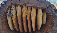Bingöl dağlarında geleneksel kütük balı hasadı başladı