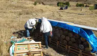 Tunceli’de yüzyıllık arıcılık geleneği yaşatılıyor