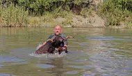 Muşlu besici koyunlarını kışa hazırlamak için Karasu Nehri'nde yıkıyor
