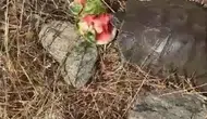 Tunceli'de susayan kaplumbağaya karpuz ikramı kameraya yansıdı