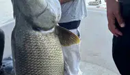 Keban Barajı'nda oltaya takılan dev turna balıkçıları terletti