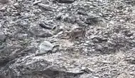 Tunceli kırsalında nadir görülen vaşak kameraya yansıdı