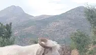 Elazığlı fenomen çobanın keçiyle imtihanı izleyenleri kahkahaya boğdu