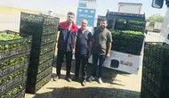 Cizre'de çiftçilere yüzde 75 hibeli fide desteği