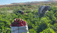 Şanlıurfa tarlalarında isot hasadı başladı