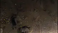 Tunceli Pülümür yolunda anne ayı ve üç yavrusu görüntülendi