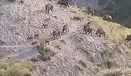 Elazığ kırsalında yiyecek arayan domuz sürüsü kameraya yansıdı