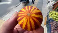 Elazığ tezgahlarında nostaljik şamama kavunu dönemi başladı