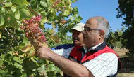 Elazığ fıstık bahçelerinde hasat dönemi başladı