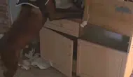 Bingöl Genç ilçesinde uyuşturucu operasyonu sonucu bir kişi tutuklandı