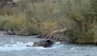 Tunceli Mercan Vadisi'nde yaban domuzunun zorlu dere mücadelesi görüntülendi