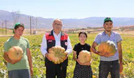 Elazığ tarlalarında kabak bereketi yaşanıyor