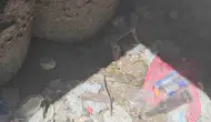 Bitlis Adilcevaz'da damalı su yılanlarının nadir görülen aşk dansı