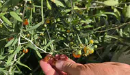 Çin tıbbının şifa kaynağı Goji Berry Bitlis topraklarında yetişmeye başladı