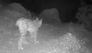 Tunceli yaban hayatı fotokapanlara yansıdı