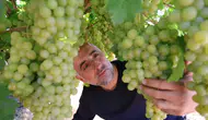 Elazığ bağlarında hasat heyecanı başladı