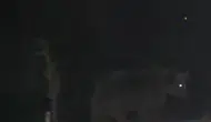 Tunceli Pülümür'de ayılar ilçe merkezine kadar indi