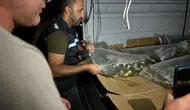 Bitlis'in su kaynaklarına bir milyondan fazla yavru sazan bırakıldı