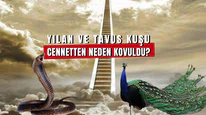 Yılan ve Tavuskuşu Cennetten Neden Kovuldu?