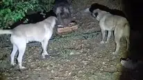 Tunceli'de kamp alanına giren ayı köpeklerin havlamasına aldırış etmedi