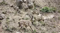 Munzur’un sarp yamaçlarında dronu fark eden dağ keçileri kaçtı
