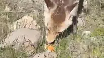 Bitlis'te piknik yapan vatandaşın sofrasına aç tilki misafir oldu
