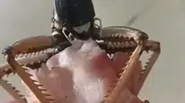 Elazığlı vatandaşın beslediği dev çekirge şaşırttı