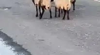 Siirt'te rögar suyundan içen 32 küçükbaş hayvan zehirlenerek öldü